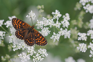 White flowers with Heath fritillary - Melitaea athalia
