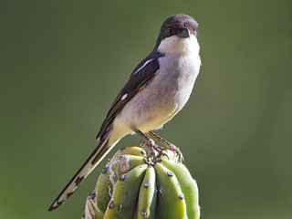 Fiskalwürger (Lanius collaris)