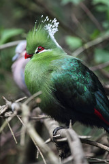 Langschopfturako (Tauraco livingstonii)