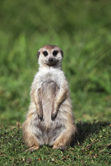 Erdmännchen (Suricata suricatta)