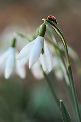 Ladybird on snowdrop