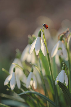 Ladybird on snowdrop