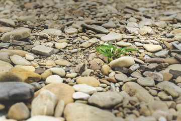 lonely bush grass among the rocks
