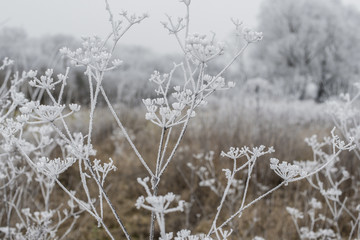 inflorescence dry grass covered with frost