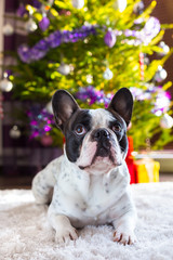 French bulldog lying under christmas tree