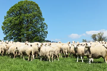 Tableaux ronds sur plexiglas Anti-reflet Moutons herd of sheep