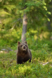 Bear cub in forest