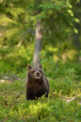 Bear cub in forest