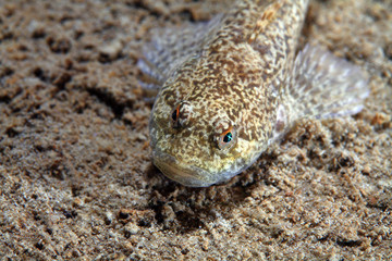 Groppe (Cottus gobio)