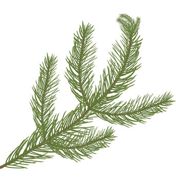 Fir tree branch isolated on white background, coniferous plant.