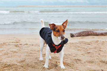 A Jack Russel dog on the beach in winter