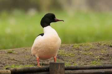 Gänsesäger