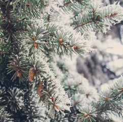 Naklejka na ściany i meble Winter frost on spruce christmas tree close-up