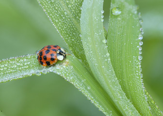 Ladybug