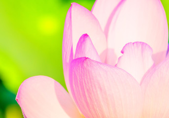 Close up of pink lotus flower