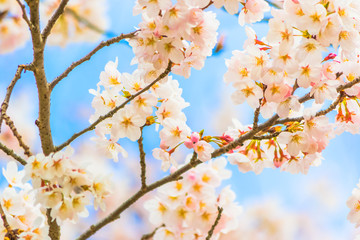 Yoshino cherry blossom in full bloom