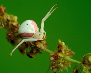 Crab Spider