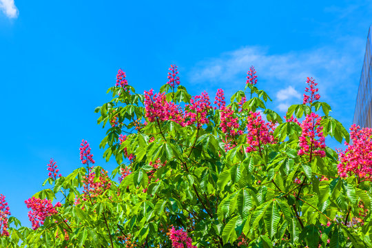 Red horse chestnut florwers, Aesculus x carnea briotii