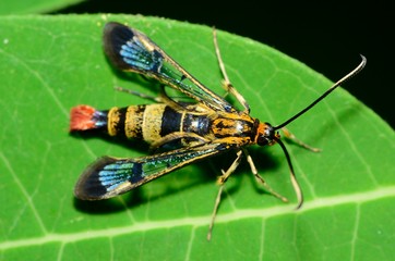 Clearwing Wasp Mimic Moth