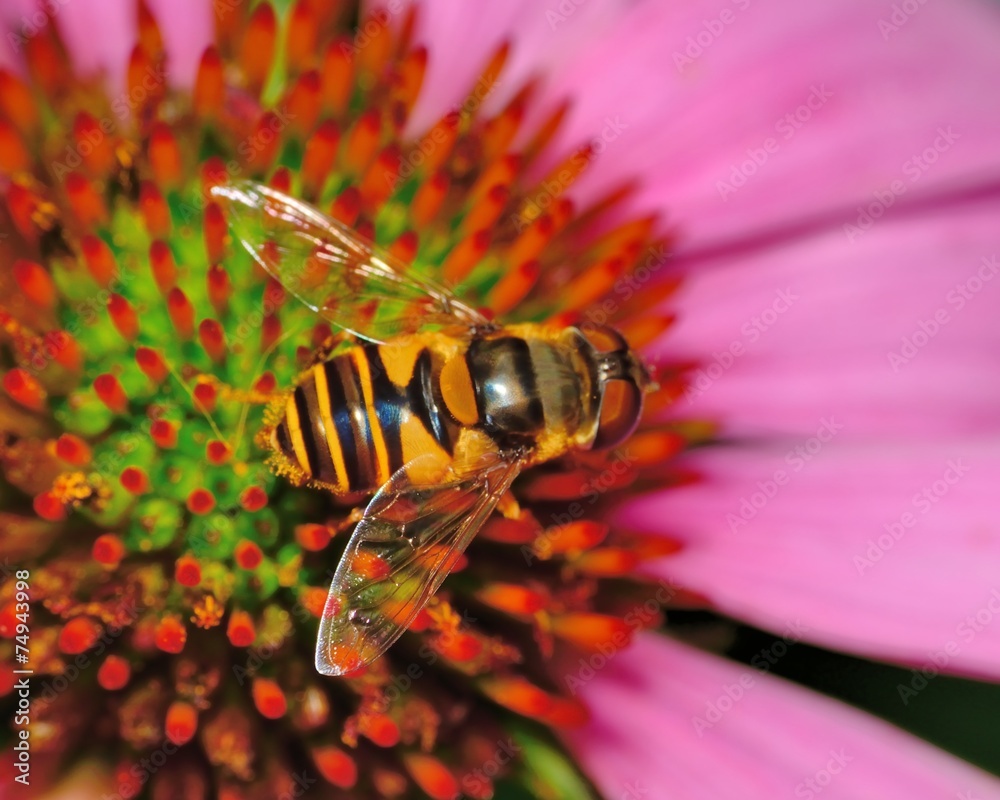 Wall mural Hover-fly