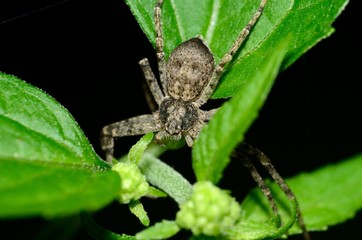 Crab Spider