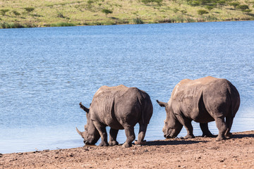 Rhinos Wildlife