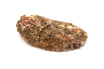 Oyster isolated on a white studio background.