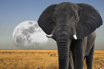 Fototapeta na wymiar Moon rising over wildlife in Etosha National Park in Namibia