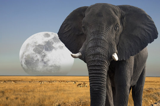 Fototapeta Moon rising over wildlife in Etosha National Park in Namibia
