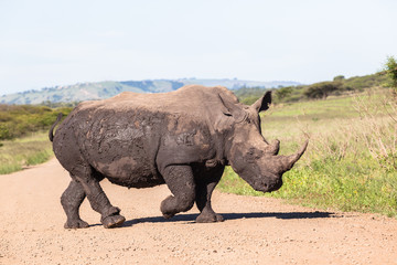 Obraz premium Rhino Wildlife