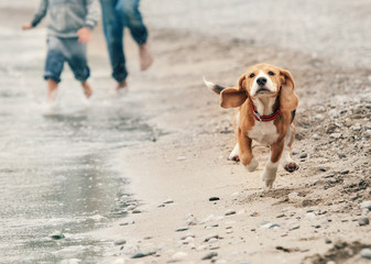 Beagle puppy running on the sea beach