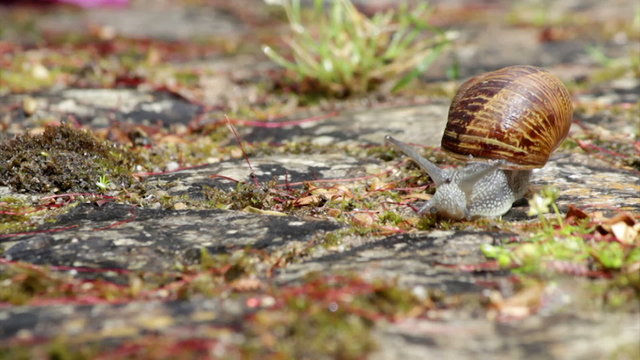Active garden snail crawling (Species: Helix aspersa)