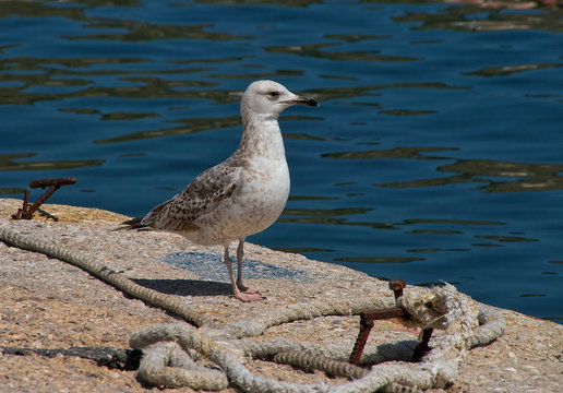 Proud young seagull