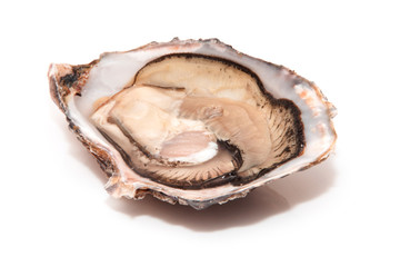 Raw oyster isolated on a white studio background.