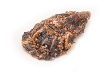 Oyster isolated on a white studio background.