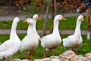 Geese