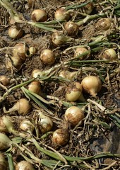 収穫中の玉ねぎ