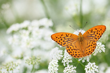 Fototapeta na wymiar Big butterfly on white flowers
