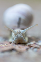 Roman Snail (helix pomatia)