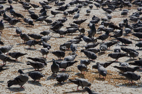 Pegeon feed