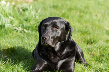 Labrador