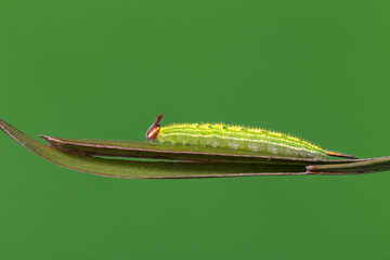 Caterpillar of Common palmfly butterfly