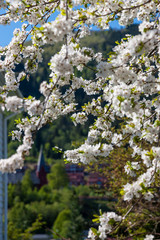 Cherry blossoms against  on a background of green mountains