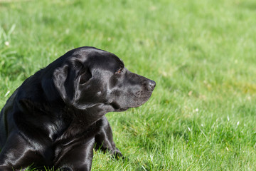 Labrador Portrait