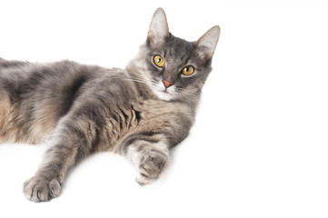 Obraz premium Grey cat on white background