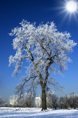 Alone winter tree against blue sky