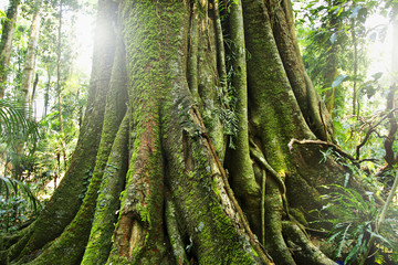 Baum