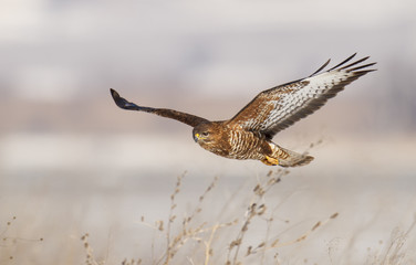 Common buzzard in flight