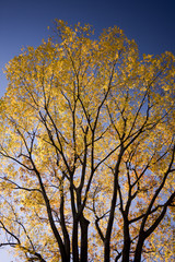 黄葉したケヤキの木