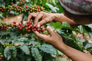 Zelfklevend Fotobehang arabica coffee berries with agriculturist hands © bonga1965